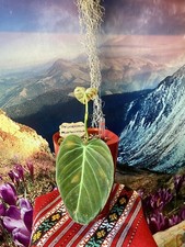 Seltener philodendron - seltener,