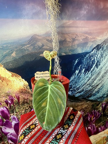 Seltener philodendron - seltener,