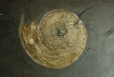 Top Harpoceras aus dem Lias Epsilon, Jura von Holzmaden