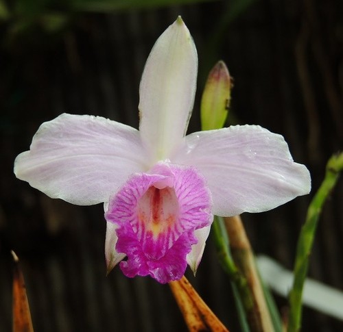 Arundina graminifolia