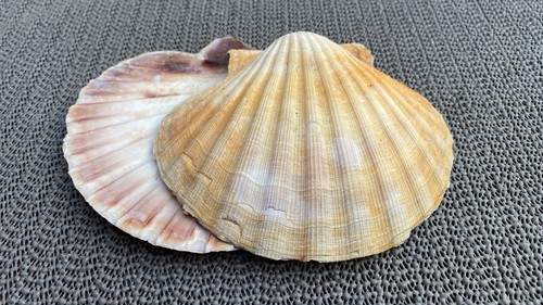 Muschel jakobsmuschel deko - muschel,