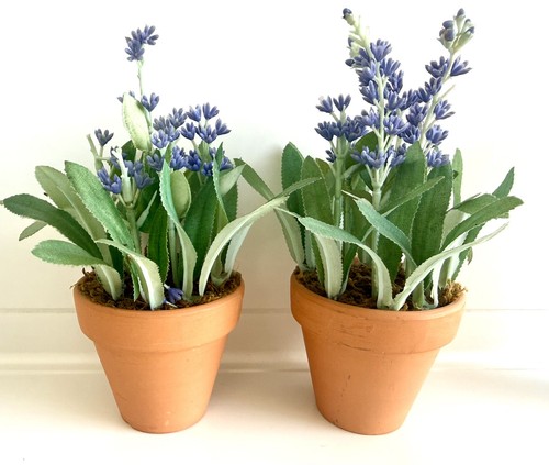 Kleine lavendel im - 2, st.