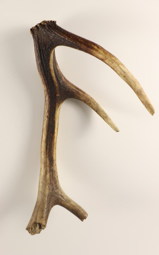 Geweih abwurfstange hirschhorn - geweih,