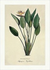 Papageien - Vogelblume Strelitzia Paradisblume Grün Musaceae Nektar Redoute 106