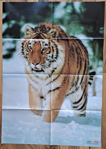 Tiger poster medizini - medizini,