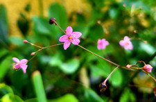 Ginseng ERDGINSENG, Talinum, Heilpflanze, rosa Blüten,  Zimmer, Blätter essbar