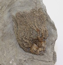 Crinoide, Elegantocrinus