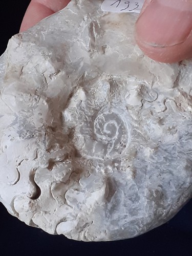 Ammonit ceratites - ammonit,