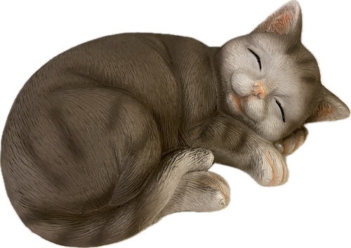 Katze kater katzenbaby - katze,