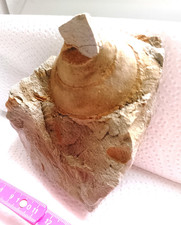 Schnecke ?7 cm ,Jura