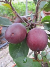 Malus Rode Dwerg - Zierapfel