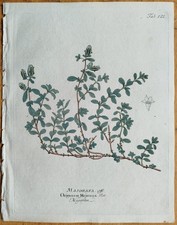 Majoran Origanum majorana +