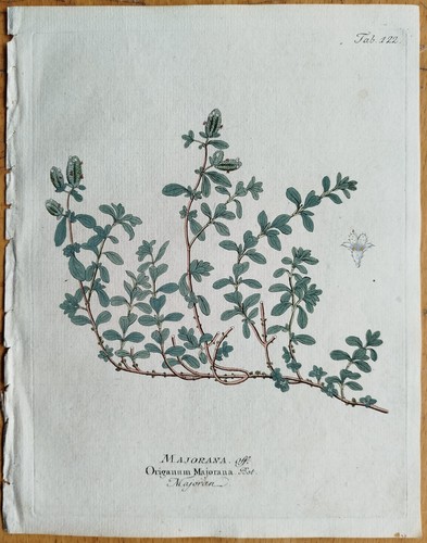 Majoran origanum majorana - origanum,