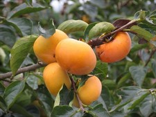 2 winterharte Kaki schnellwüchsige exotische Pflanzen für Haus & Garten