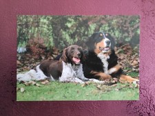 Hundepostkarte ? MÜNSTERLÄNDER und BERNER SENNENHUND ? AK HUND 