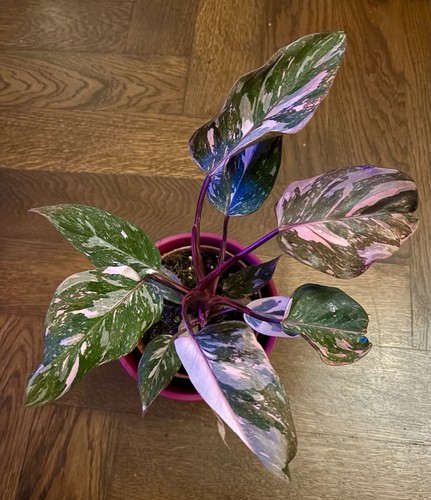 Philodendron pink princess - philodendron,