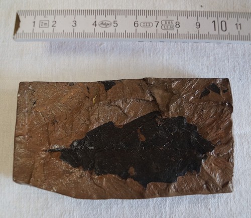 Blatt quartär pleistozän - -,