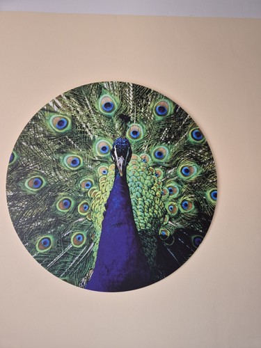 Wandbild pfau bild wandkreis - wandbild,