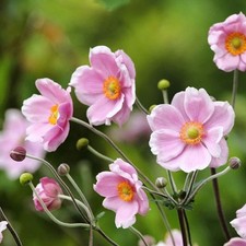 Herbst anemone - herbst-,