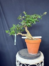 Liguster Bonsai Prebonsai