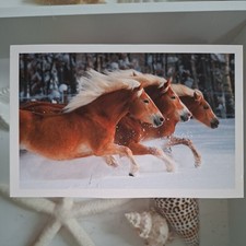 Pferdepostkarte AK Pferd Korsch Haflinger 01/2013