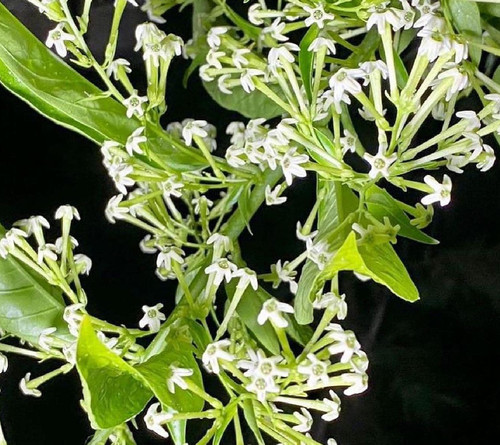 Cestrum nocturnum jasminreis - nocturnum,