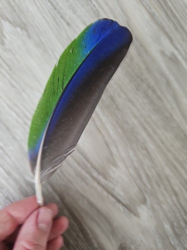 Grün blau schwarze - cm,