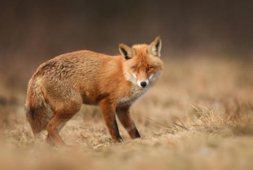 Wandbild fuchs - fuchs, (96843113)