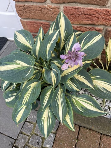 Funkien hosta ableger - funkien,
