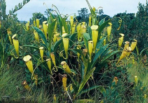 Nepenthes madagascariensis - madagascariensis, –