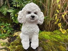 Pudel hund königspudel welpe - pudel,