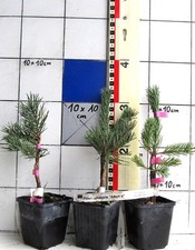 Pinus sylvestris "Albyn`s" -