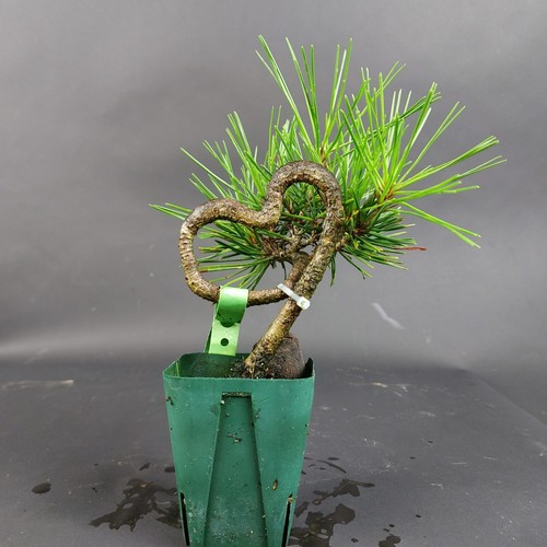 Bonsai schwarzkiefer pinus - bonsai,