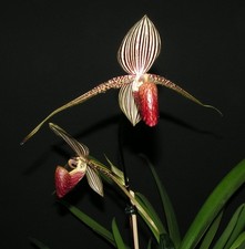 Paphiopedilum rothschildianum  In-Vitro
