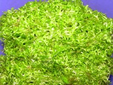 Riccia Fluitans, Riccamoos, Garnelen