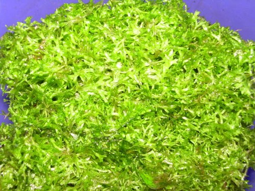 Riccia fluitans riccamoos - riccia, fluitans,