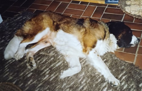 Hund bernhardiner liegt auf - liegt,