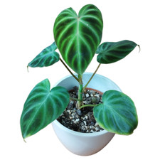 Philodendron Verrucosum