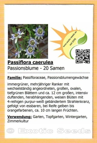 Passiflora caerulea - ,