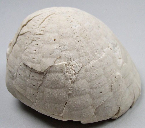 Seeigel echinocorys sulcata - seeigel,