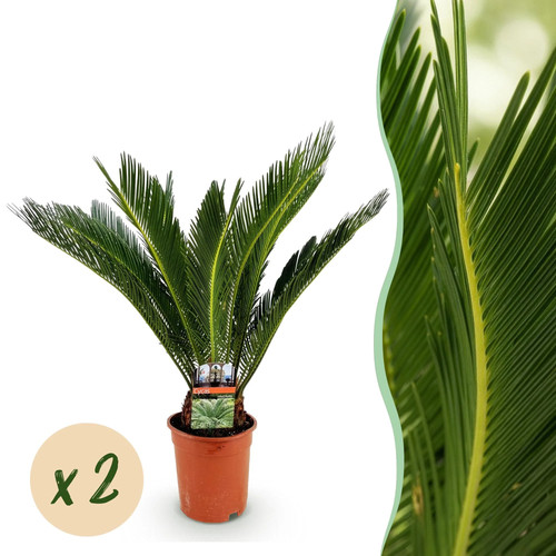 Zimmerpflanze cycas revoluta - zimmerpflanze,
