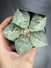 Astrophytum myriostigma cv