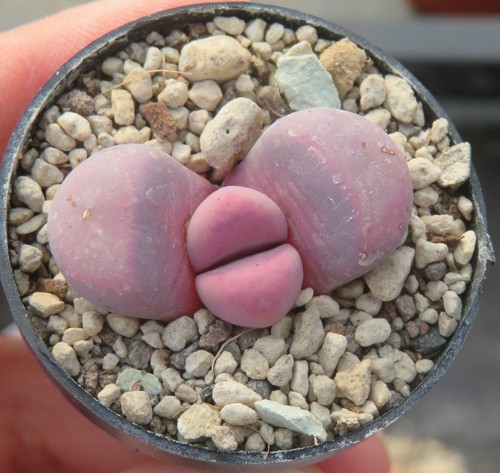 Lithops meyeri hammeruby - 1x,
