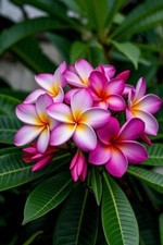 JK 2202XB Plumeria Tahitian