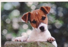 * JACK  RUSSELL   TERRIER  PUPPY    * Postkarte  *  Postcard  # 32