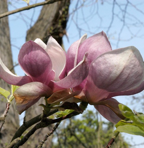 Tulpen magnolie rustica rubra - magnolie,