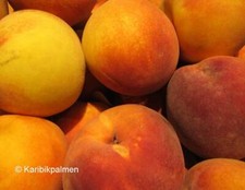 Pfirsichbaum - große leckere Pfirsich Früchte winterharte Pflanze 150-170cm Rest