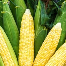 Bodacious Sweet Corn Seeds, F1