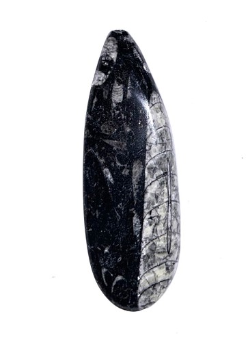 Fm0202 natürlicher orthoceras - fm0202,