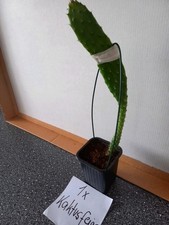 Avocado und Kaktusfeige + 1x Maracuja Pflanze gratis 